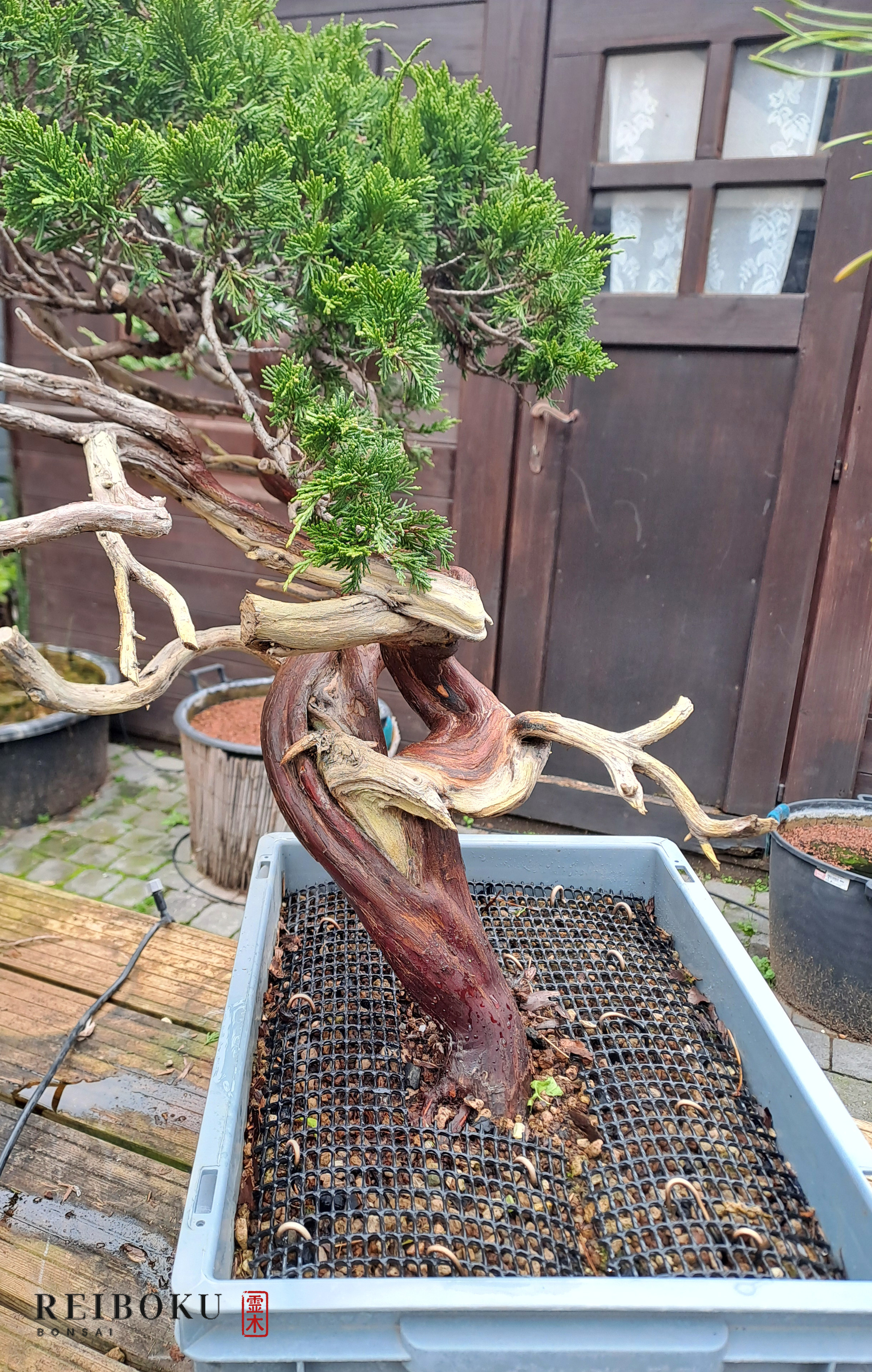 Juniperus sabina in cassetta di coltivazione: tronco rosso contorto con jin chiari e vegetazione in alto